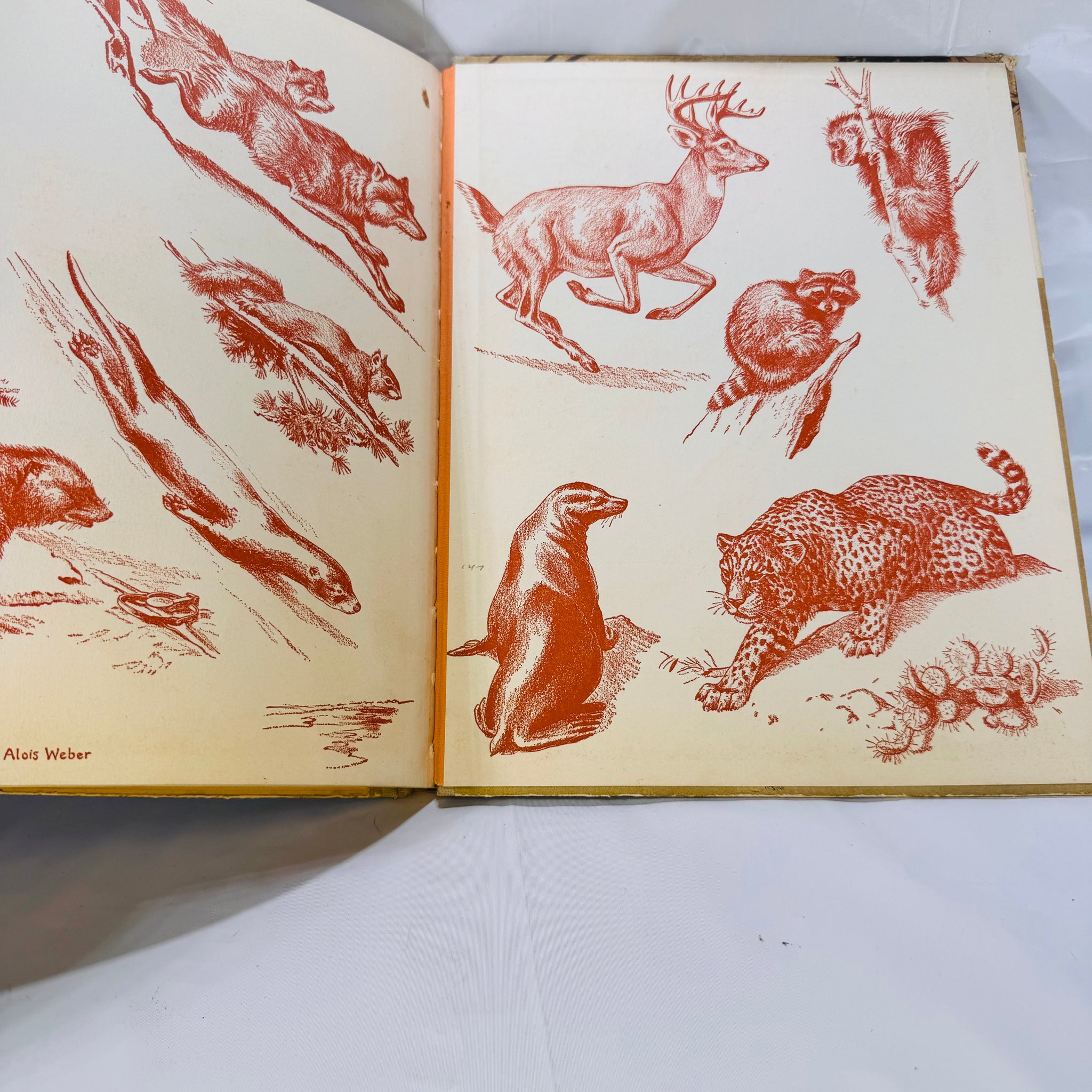 Karl Patterson Homes and Habits of Wild Animals 1934 Vintage Wildlife Illustrated ...