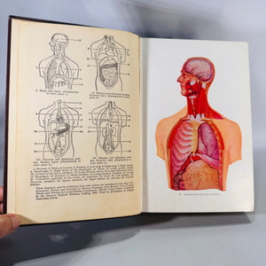 Modern Home Medical Adviser (1951 Printing, Revised & Re-Edited) — Morris Fishbein, M.D. | Illustrated Anatomy Plates, Medical Reference