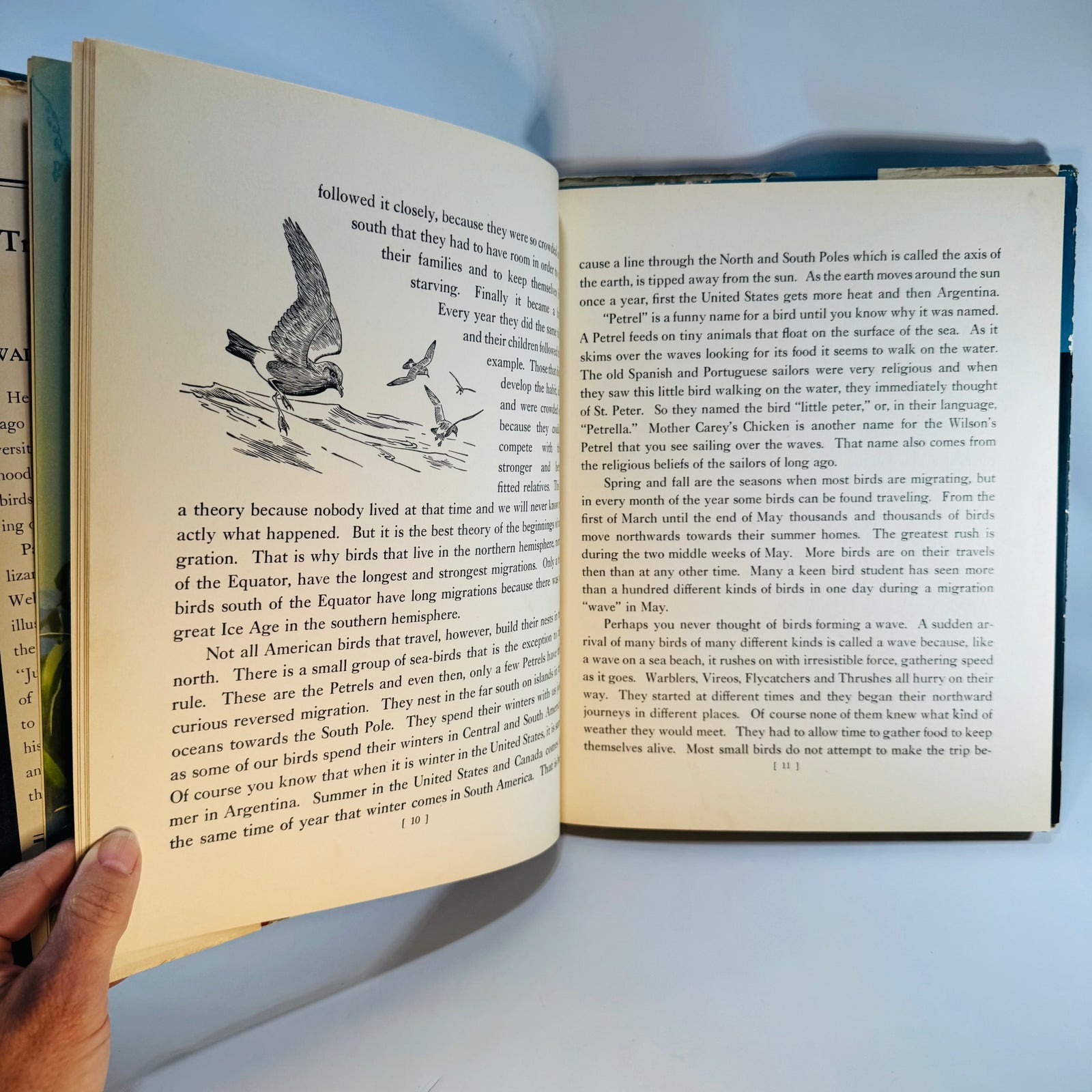 Vintage Bird Migration Illustrated Book — Traveling with the Birds (1933) — Rudyerd Boulton | Walter Alois Weber Art, Ornithology / Natural History