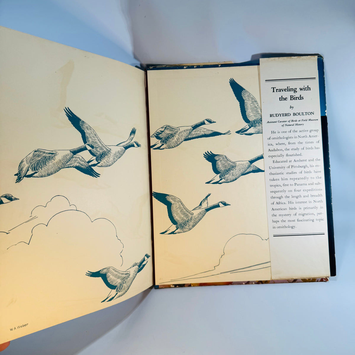 Vintage Bird Migration Illustrated Book — Traveling with the Birds (1933) — Rudyerd Boulton | Walter Alois Weber Art, Ornithology / Natural History