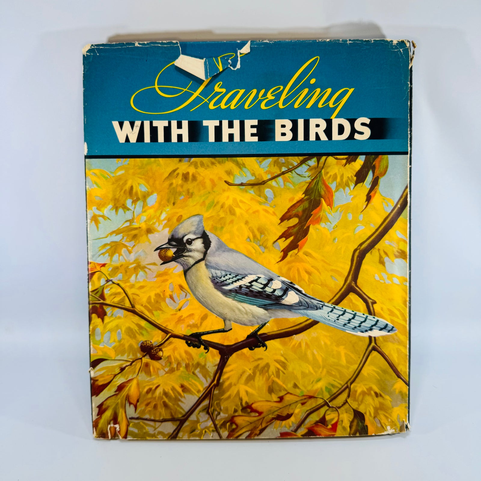 Vintage Bird Migration Illustrated Book — Traveling with the Birds (1933) — Rudyerd Boulton | Walter Alois Weber Art, Ornithology / Natural History