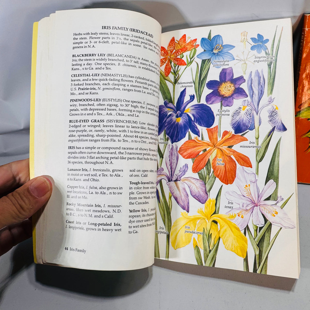 Field Guide Bundle — Wildflowers of North America (1984) & Trees (Golden Guide) — Venning; Zim & Martin | Illustrated, Pocket Guides, Field Identification Natural History