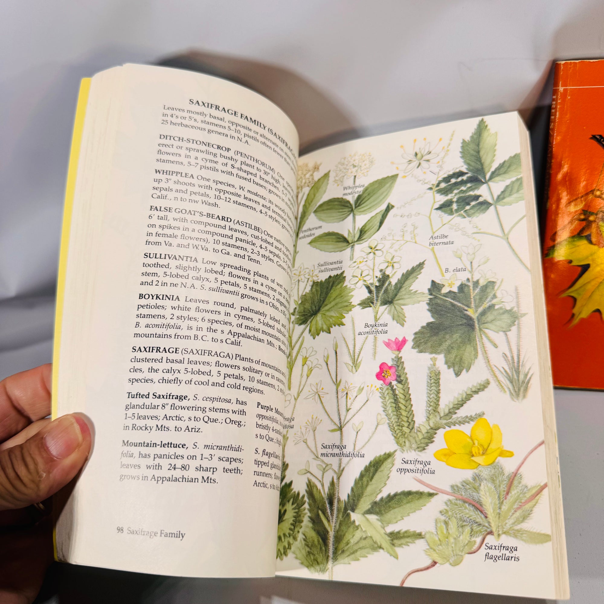 Field Guide Bundle — Wildflowers of North America (1984) & Trees (Golden Guide) — Venning; Zim & Martin | Illustrated, Pocket Guides, Field Identification Natural History