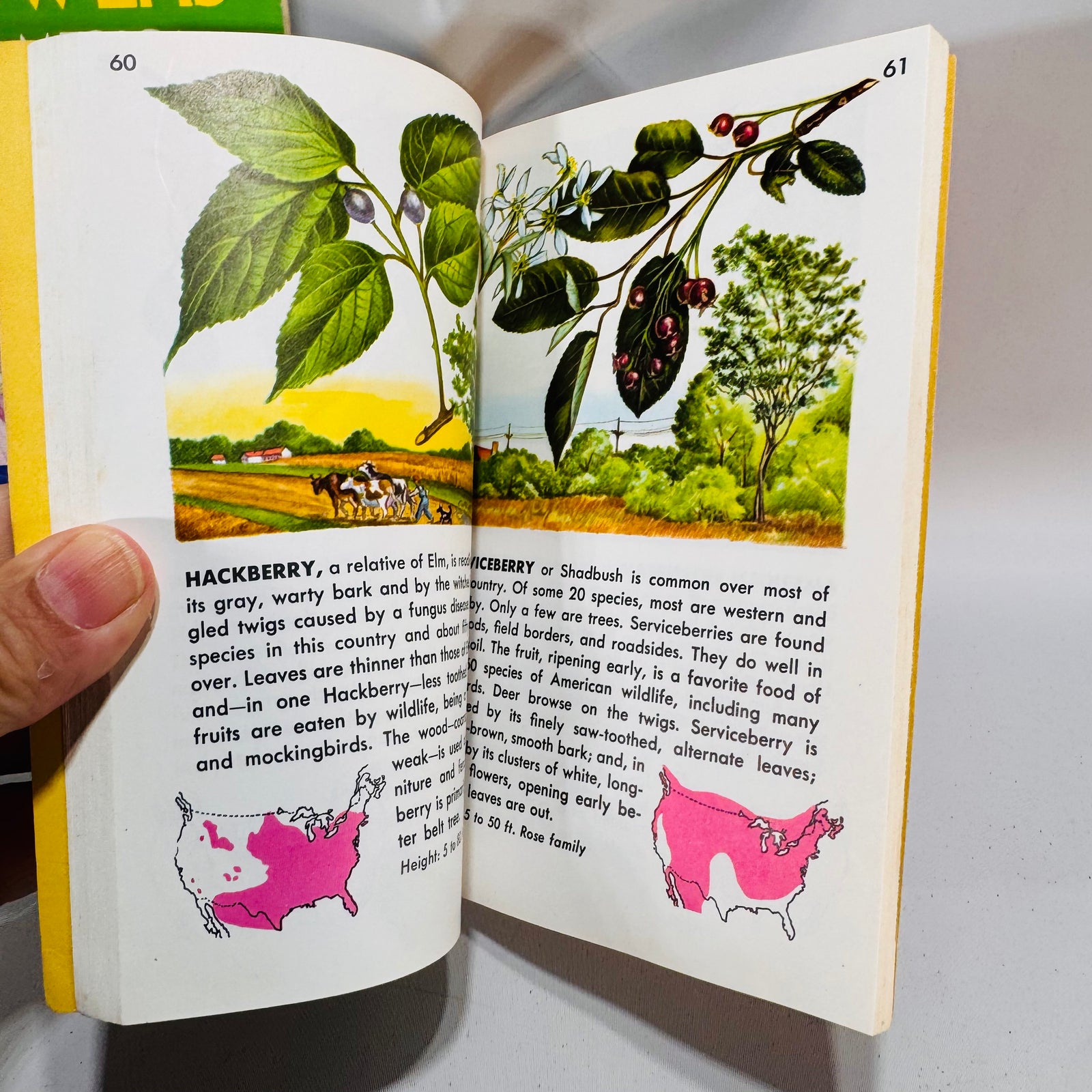 Field Guide Bundle — Wildflowers of North America (1984) & Trees (Golden Guide) — Venning; Zim & Martin | Illustrated, Pocket Guides, Field Identification Natural History