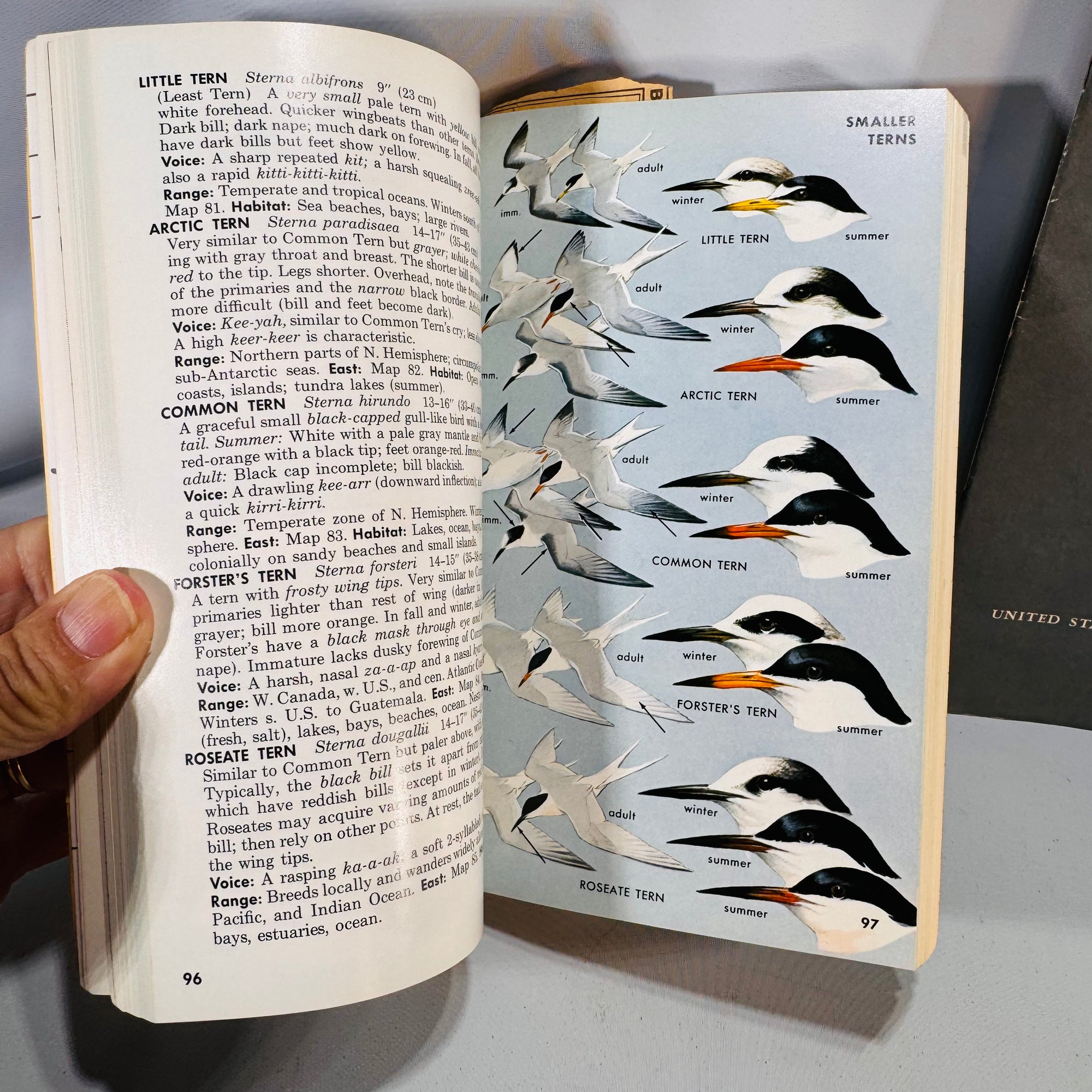 Natural History • Birding Set — A Field Guide to the Birds (1980, 4th Ed.) + Attracting Birds (1947 rev.) — Roger Tory Peterson & U.S. Fish and Wildlife | Color Plates, Field Guide