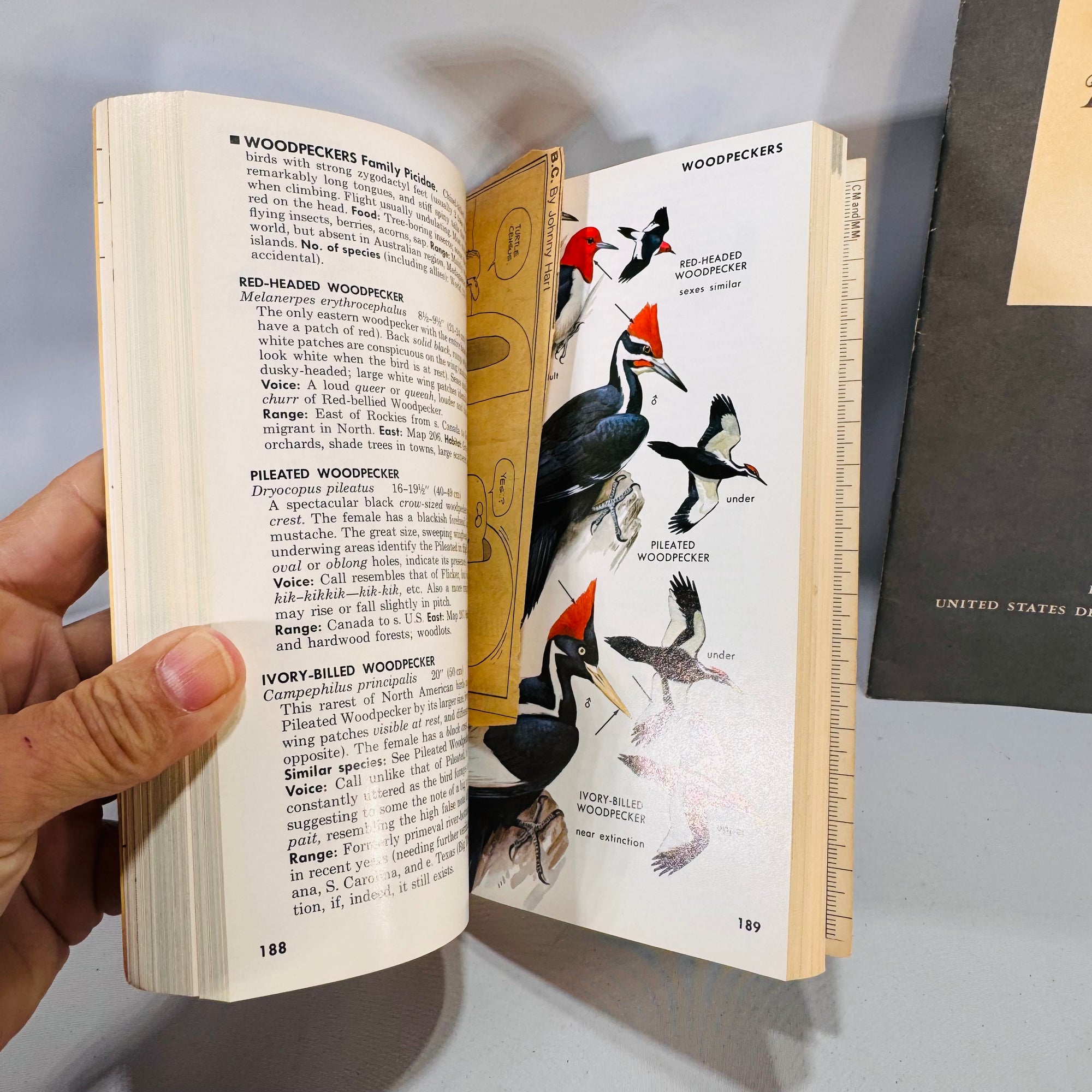 Natural History • Birding Set — A Field Guide to the Birds (1980, 4th Ed.) + Attracting Birds (1947 rev.) — Roger Tory Peterson & U.S. Fish and Wildlife | Color Plates, Field Guide