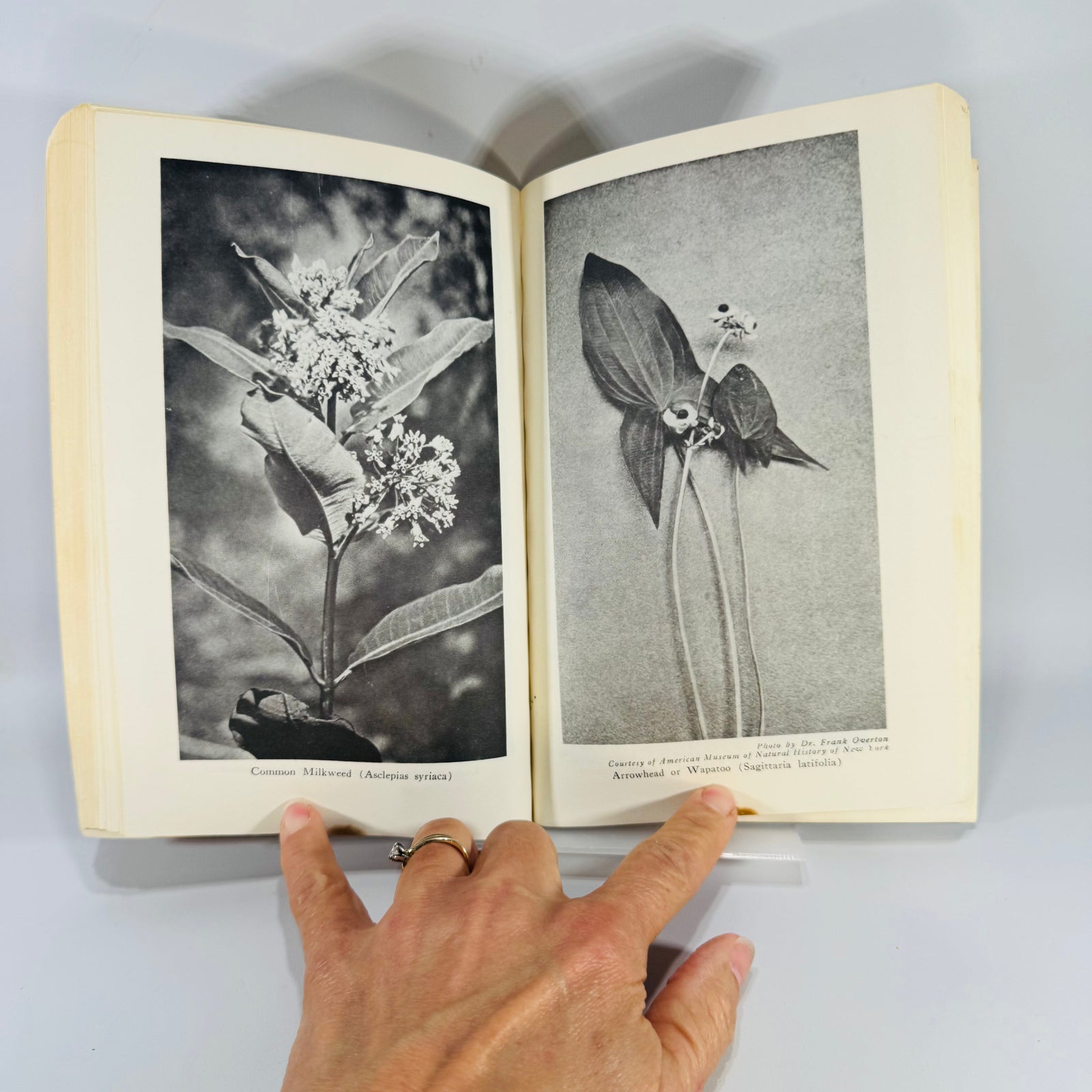 Vintage Foraging Guide — Edible Wild Plants (1972) — Oliver Perry Medsger | Illustrated Plant Identification, Nature Reference