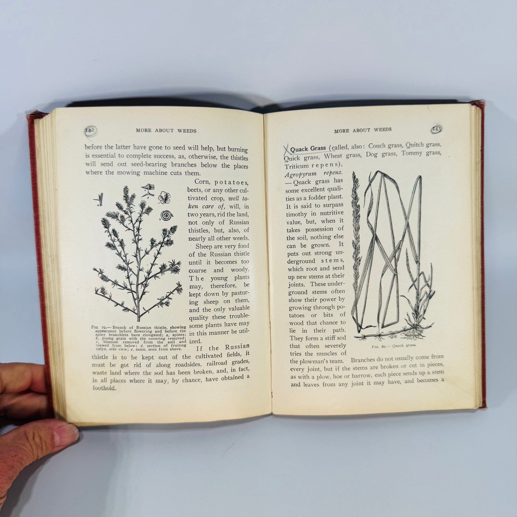 Category:Elementary Principles of Agriculture: a text book for the common school Category:Elementary Principles of Agriculture: a text book for the common school