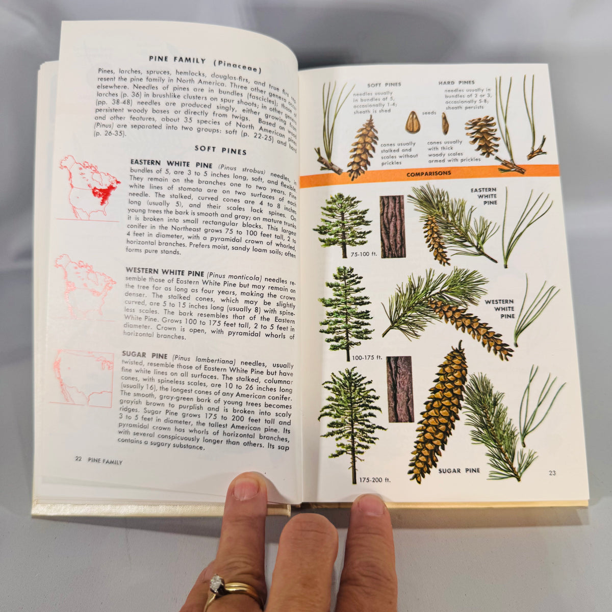 Trees of North America (Golden Field Guide, 1968) — C. Frank Brockman; Illus. Rebecca Merrilees | Hardcover, Color Plates, Botany Field Guide