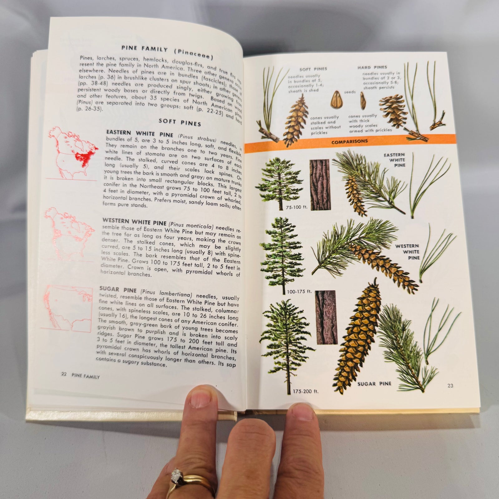 Trees of North America (Golden Field Guide, 1968) — C. Frank Brockman; Illus. Rebecca Merrilees | Hardcover, Color Plates, Botany Field Guide