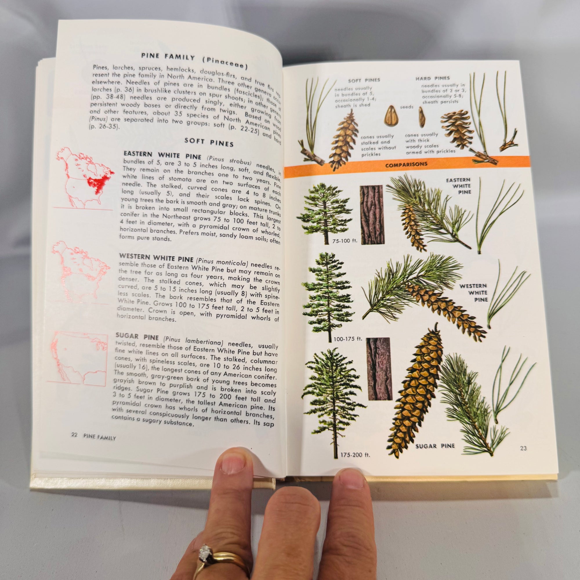 Trees of North America (Golden Field Guide, 1968) — C. Frank Brockman; Illus. Rebecca Merrilees | Hardcover, Color Plates, Botany Field Guide