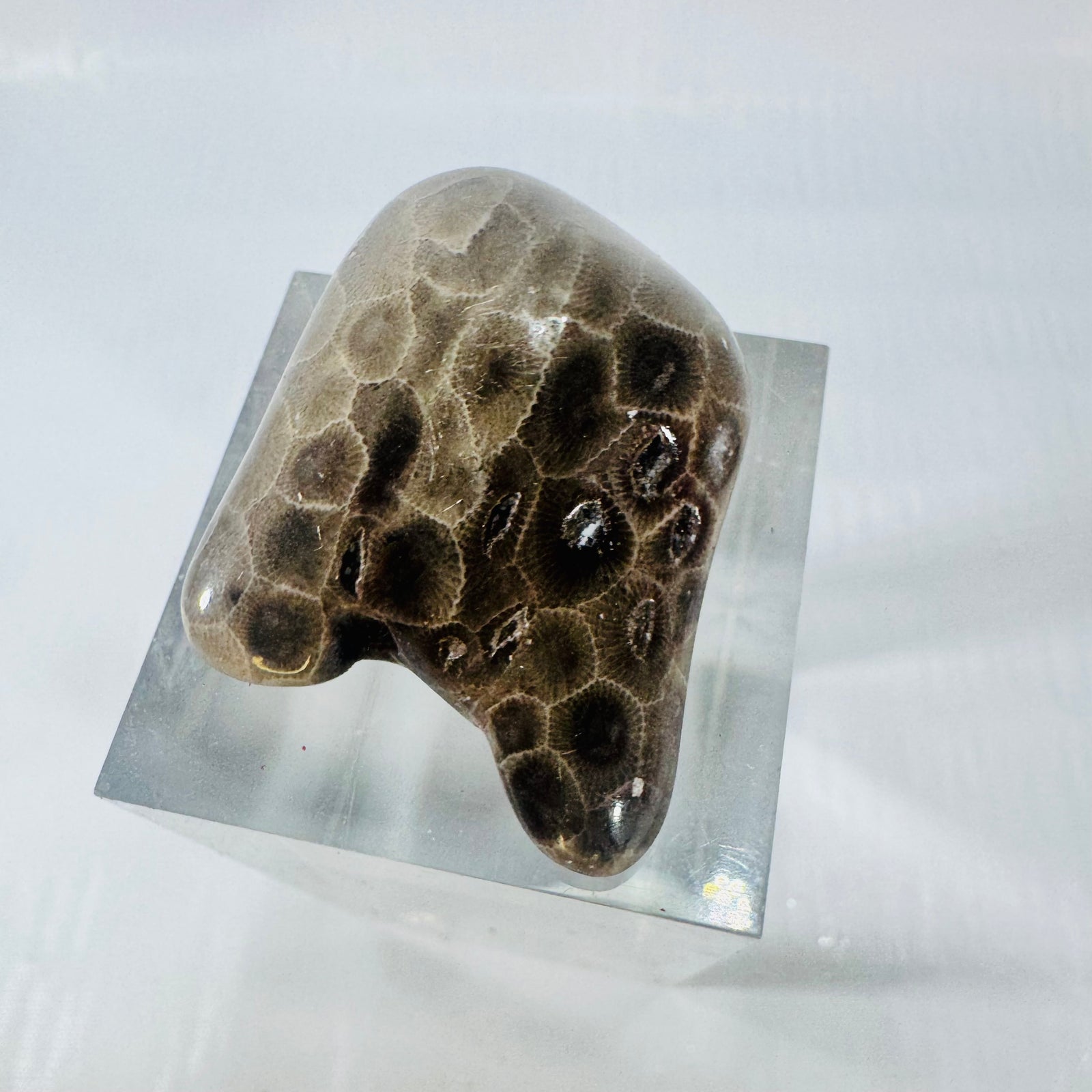 Petoskey Stone Polished Michigan Fossil Coral Freeform