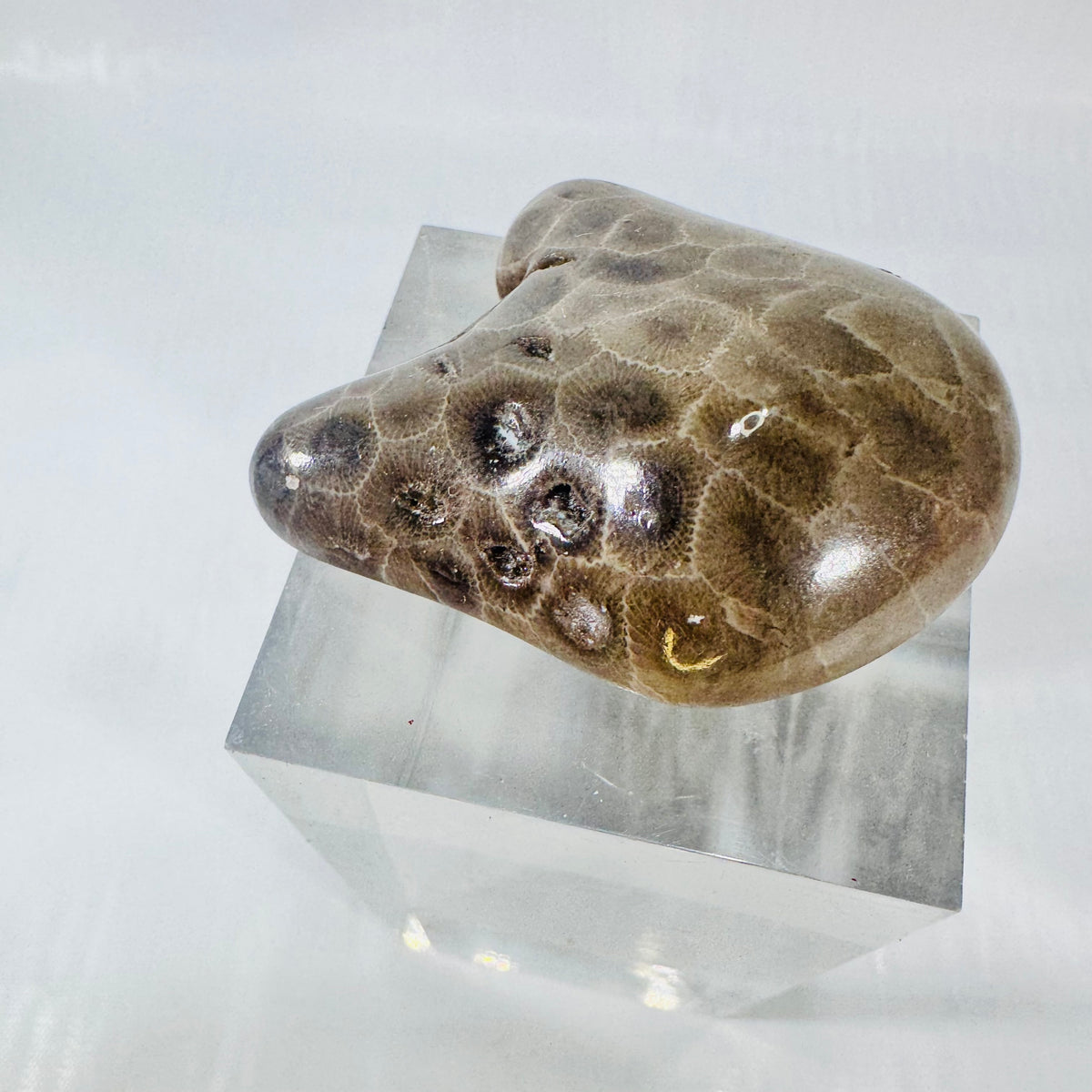 Petoskey Stone Polished Michigan Fossil Coral Freeform