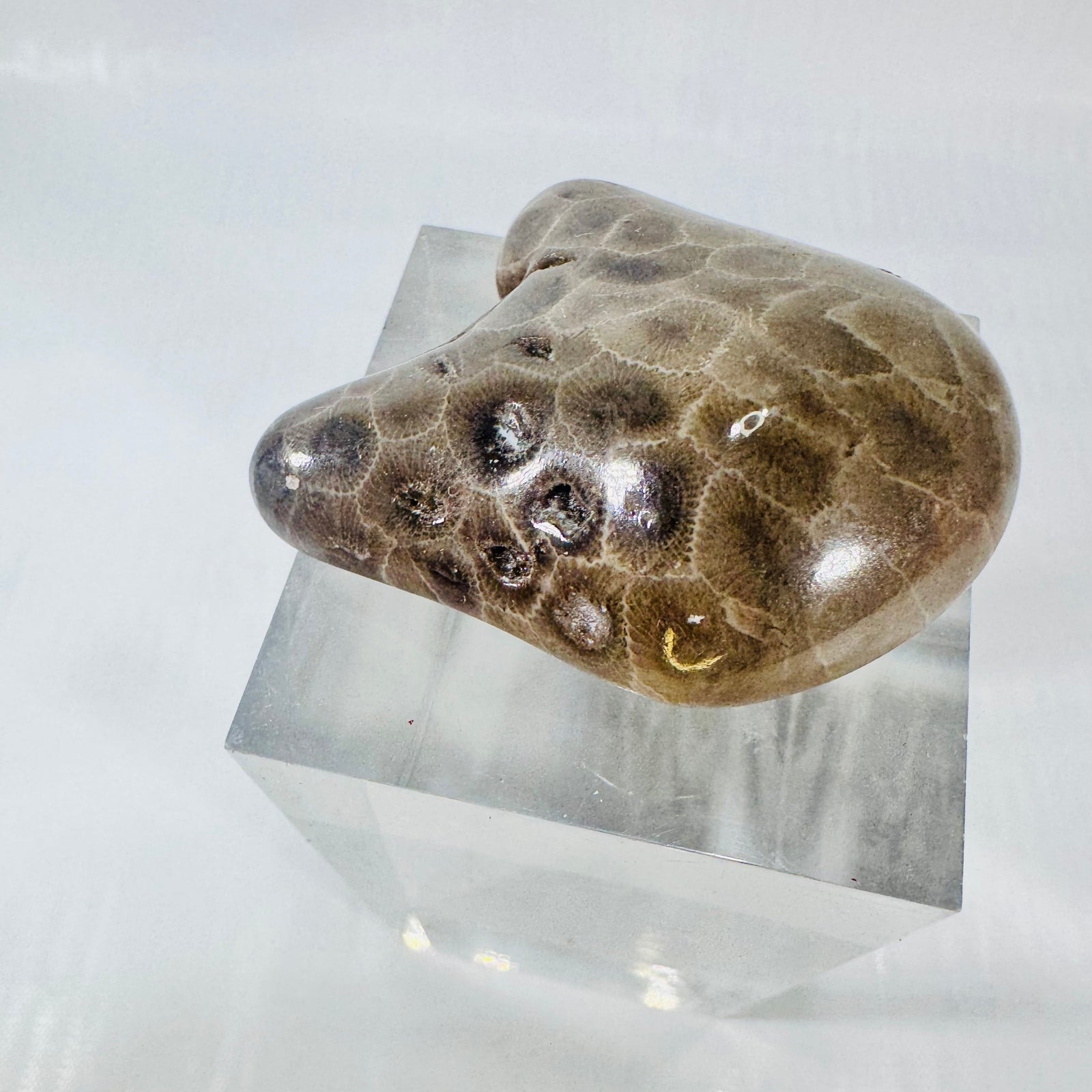 Petoskey Stone Polished Michigan Fossil Coral Freeform