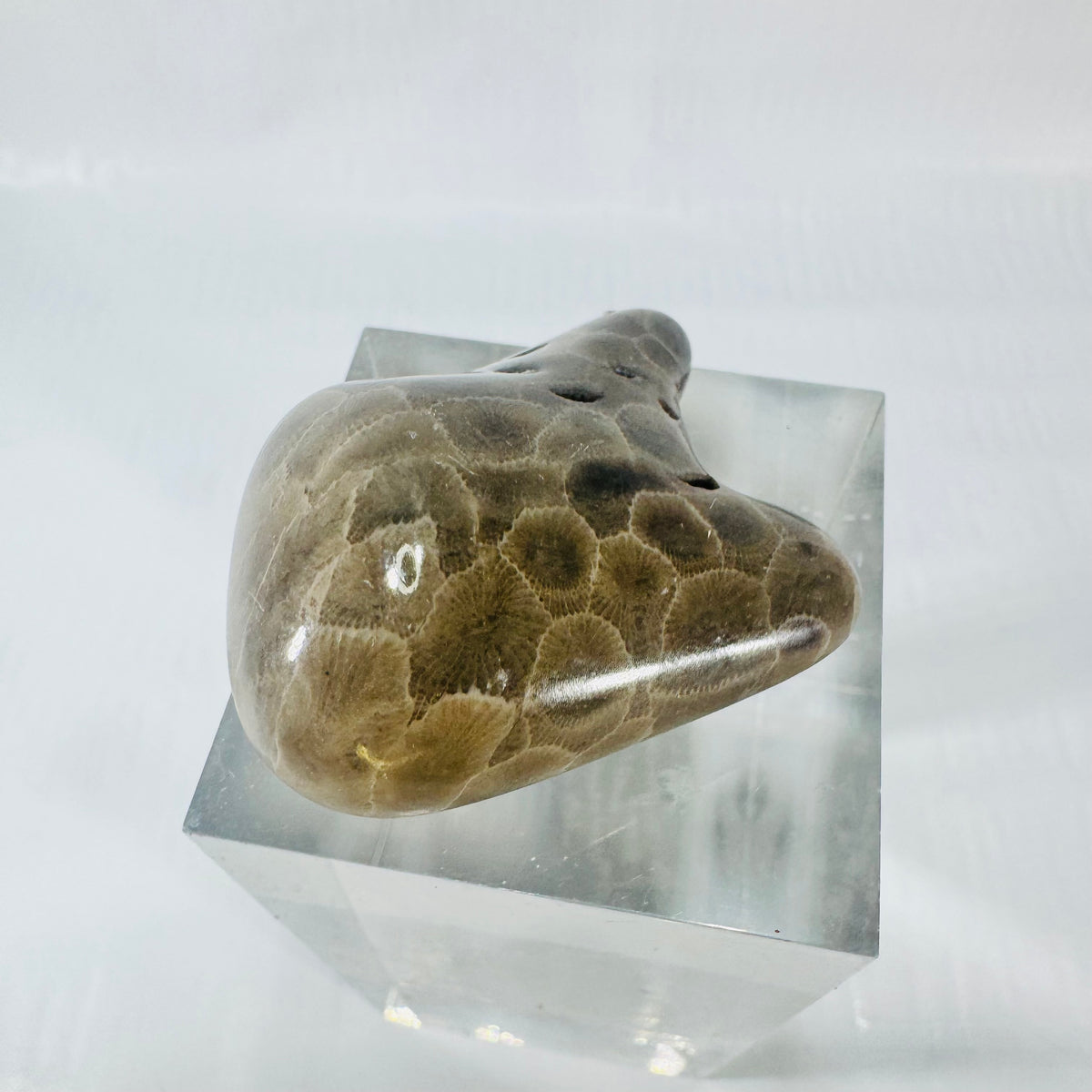 Petoskey Stone Polished Michigan Fossil Coral Freeform
