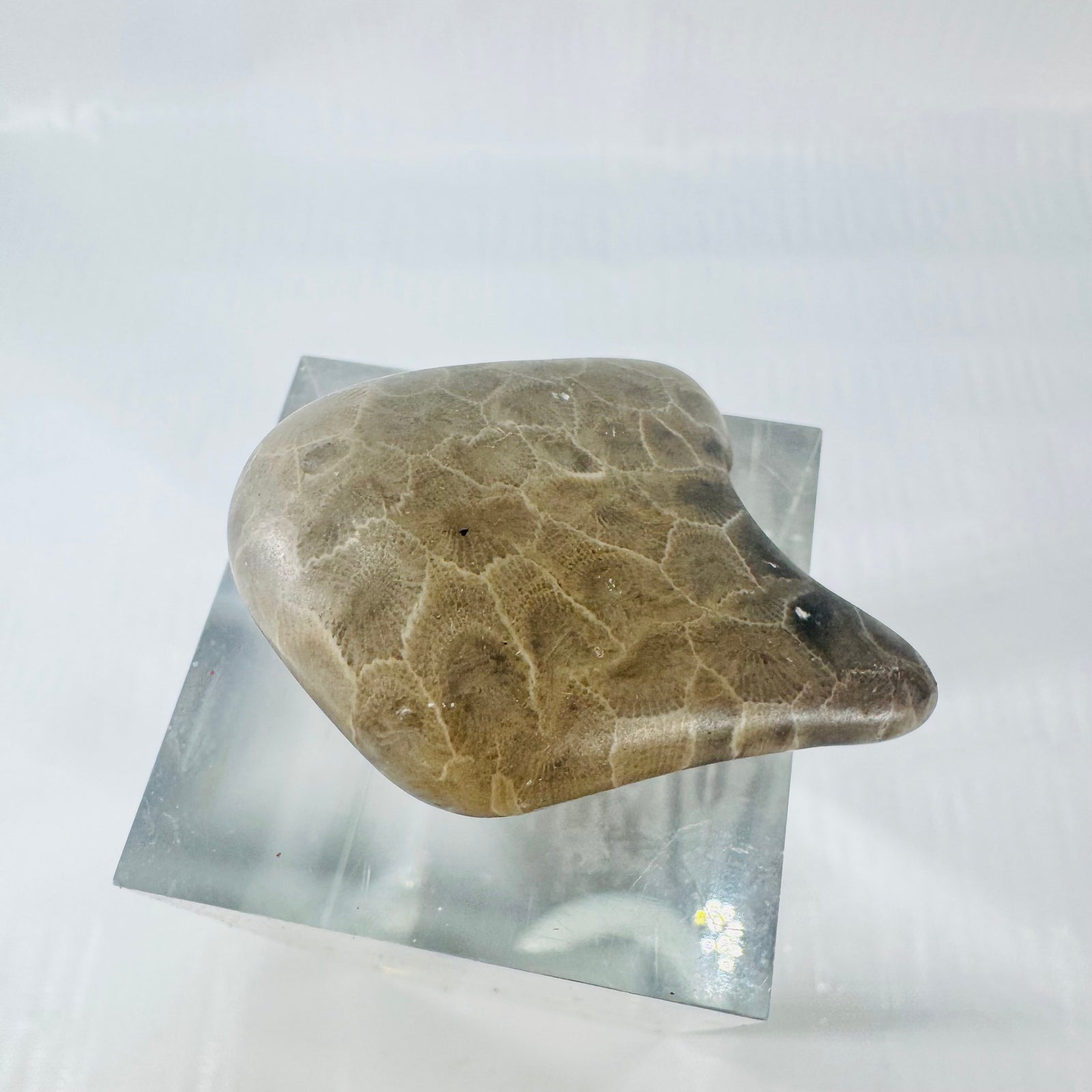 Petoskey Stone Polished Michigan Fossil Coral Freeform