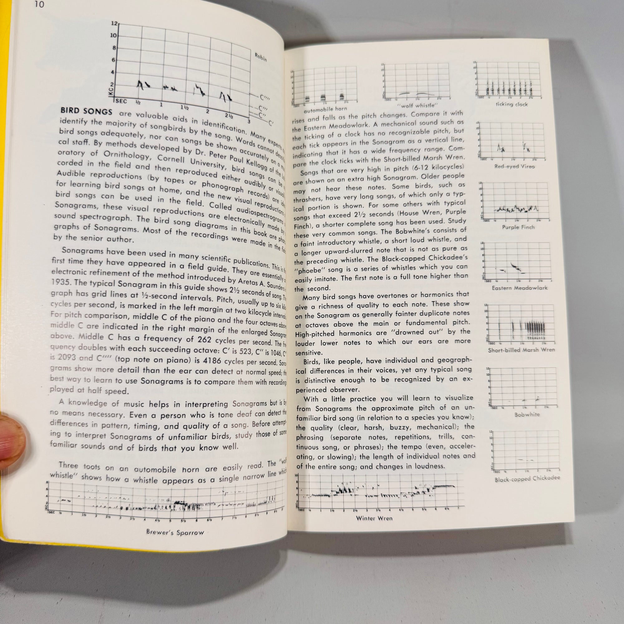 Birds of North America (1966) — Robbins, Bruun & Zim; Illus. Arthur Singer | Golden Press Paperback, Ornithology Field Guide • Natural History