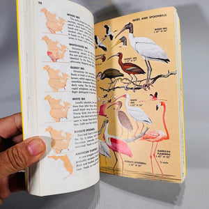 Birds of North America (1966) — Robbins, Bruun & Zim; Illus. Arthur Singer | Golden Press Paperback, Ornithology Field Guide • Natural History