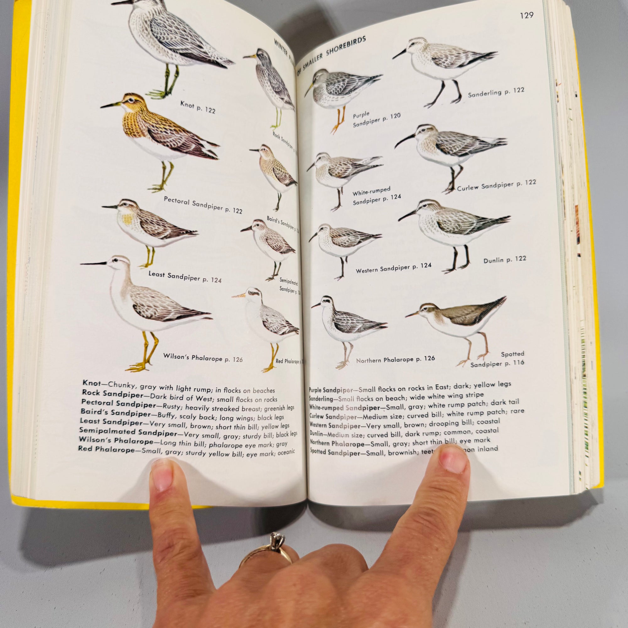 Birds of North America (1966) — Robbins, Bruun & Zim; Illus. Arthur Singer | Golden Press Paperback, Ornithology Field Guide • Natural History