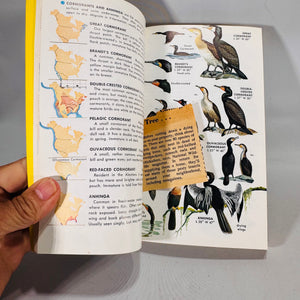 Birds of North America (1966) — Robbins, Bruun & Zim; Illus. Arthur Singer | Golden Press Paperback, Ornithology Field Guide • Natural History