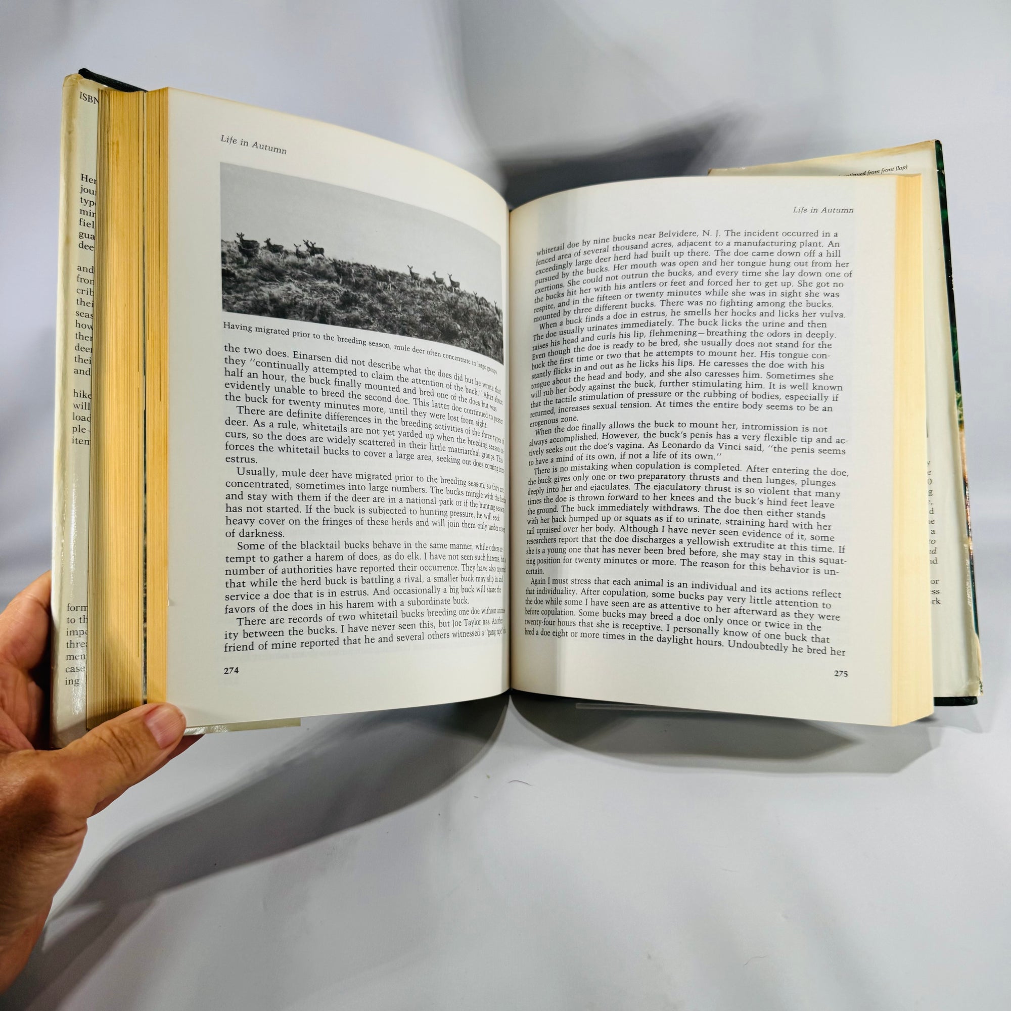 Wildlife Natural History — The Deer of North America (1980, 4th printing) — Leonard Lee Rue III | Illustrated Outdoor Life reference