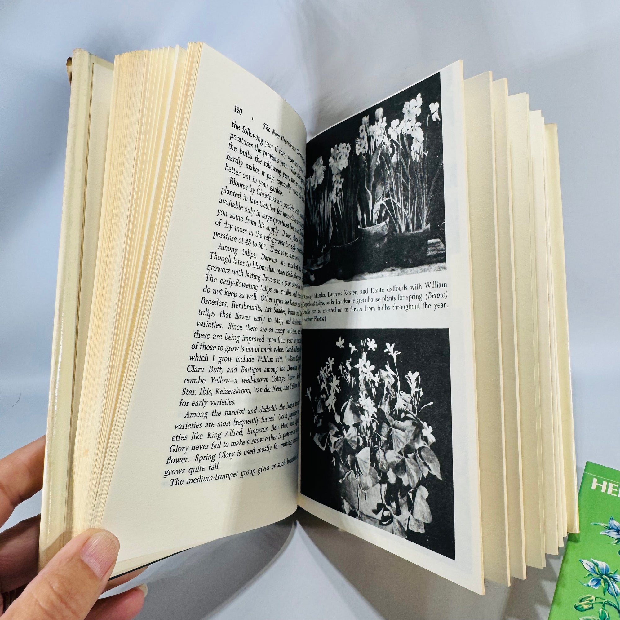 Greenhouse Gardening & Herbs Duo — The New Greenhouse Gardening for Everyone (HC/DJ, 1955/Gramercy) + Herbs and Spices Golden Guide (1976 PB) | Gardening & Herb Reference