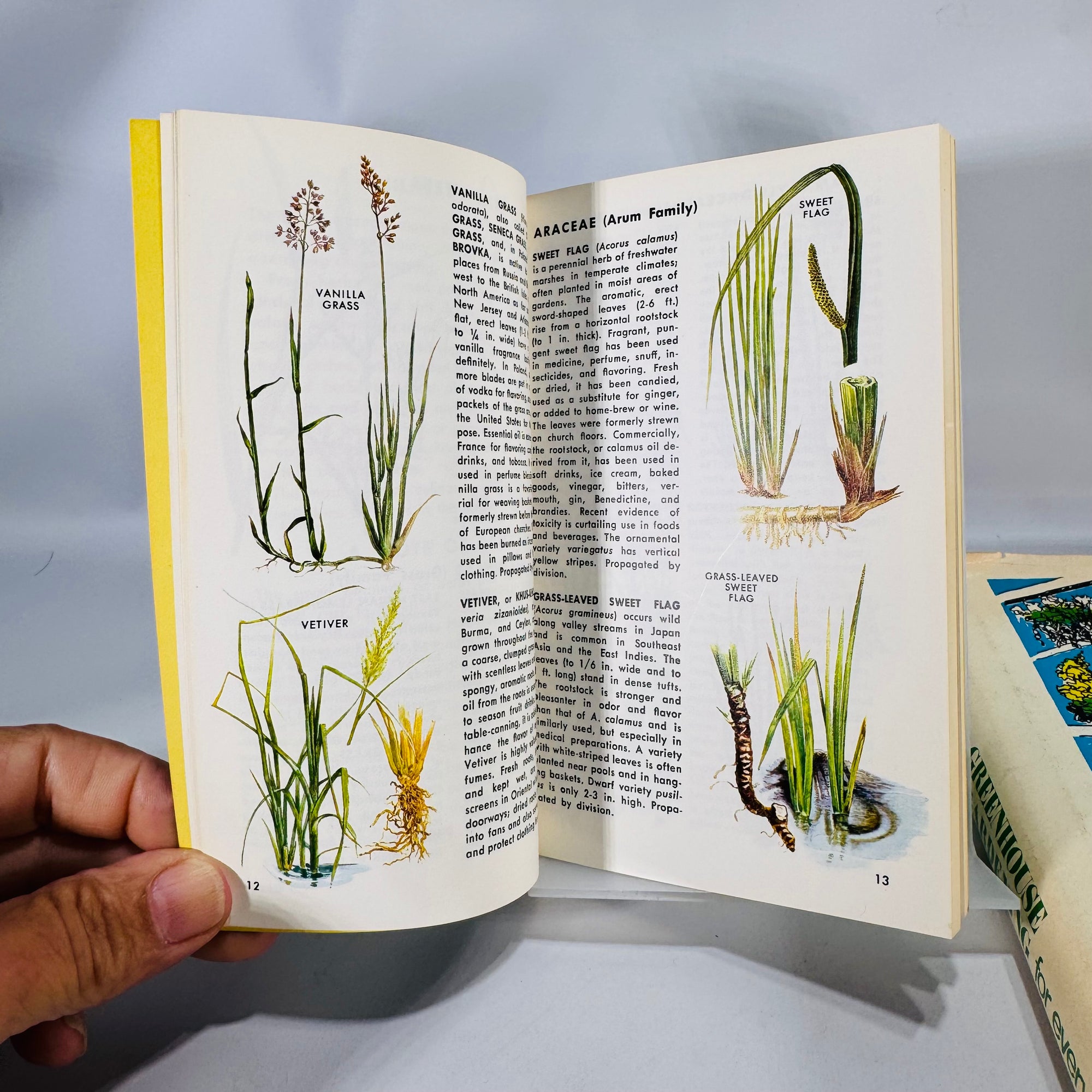 Greenhouse Gardening & Herbs Duo — The New Greenhouse Gardening for Everyone (HC/DJ, 1955/Gramercy) + Herbs and Spices Golden Guide (1976 PB) | Gardening & Herb Reference