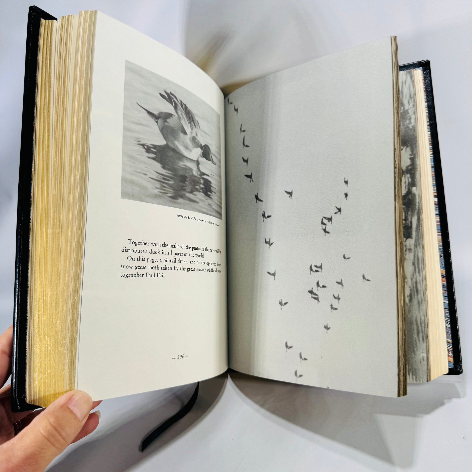 A Book on Duck Shooting (1982 Limited Edition) — Van Campen Heilner | Numbered, Ribbon & Gilt Edges, Hunting & Fishing / Waterfowl