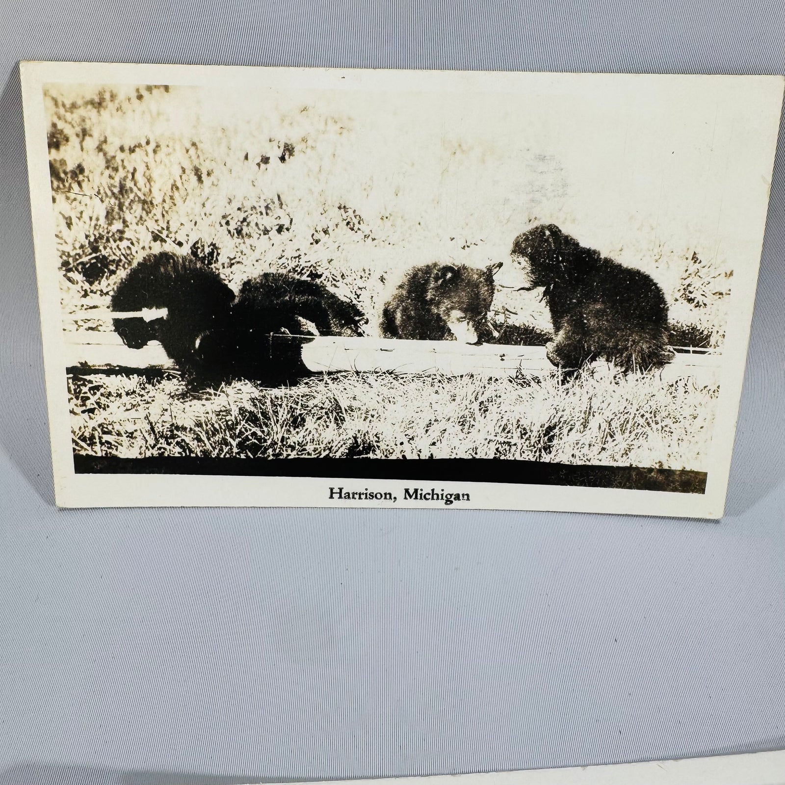 Vintage Michigan Postcard Bundle | S.S. Badger Ludington & Harrison Bear Postcards