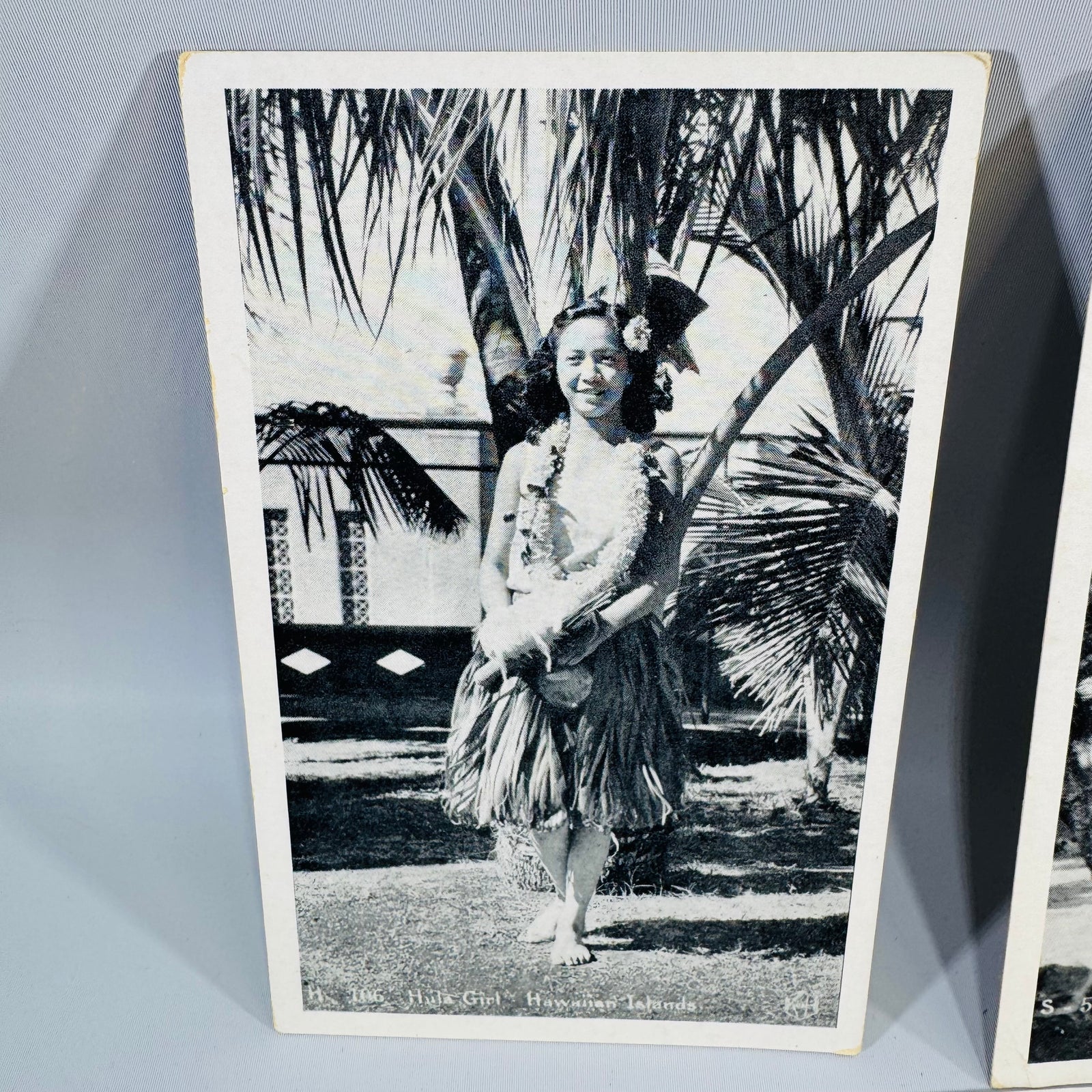 Vintage Hawaii Postcard Bundle | Honolulu Hula Girl, Sausage Tree, Night Blooming Cereus