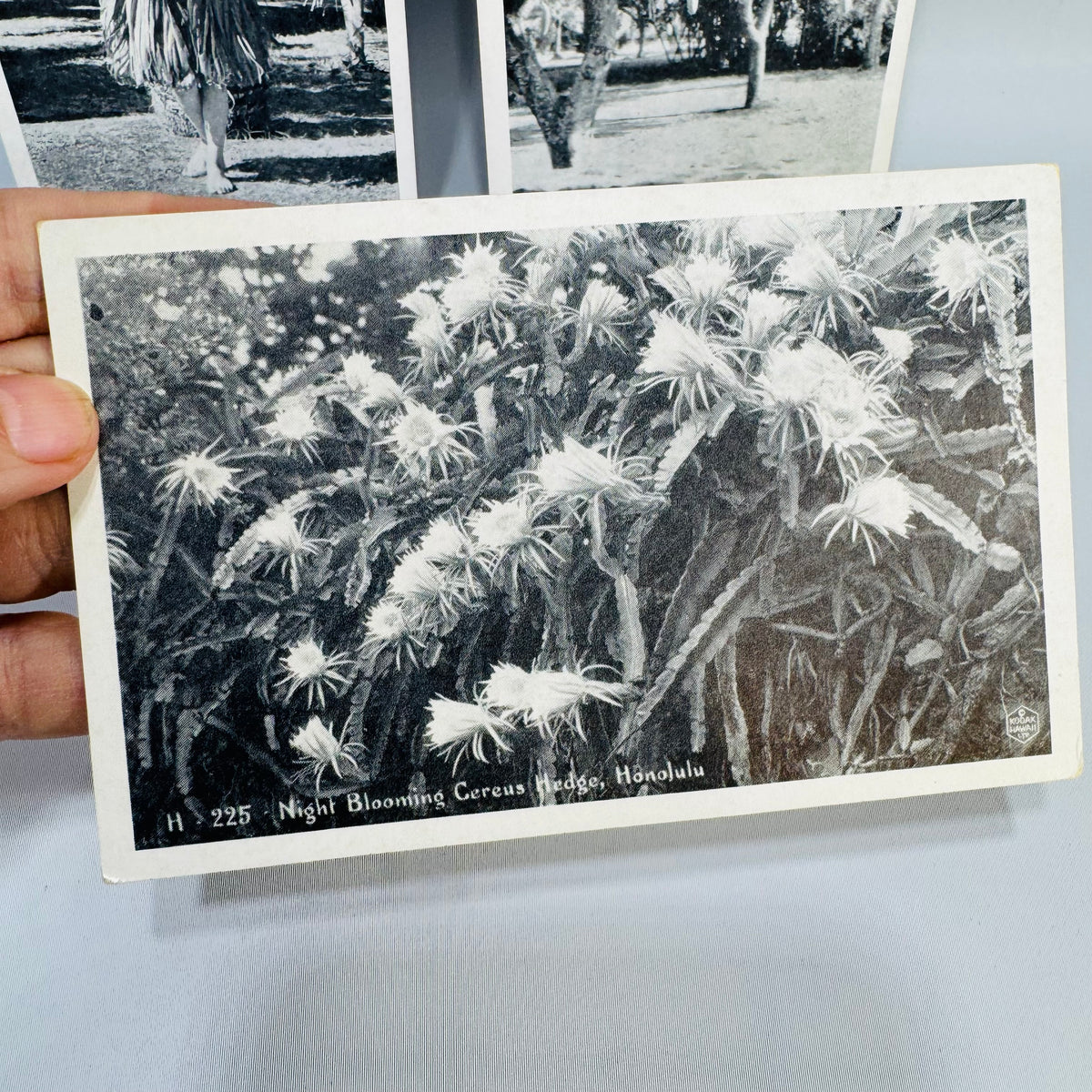 Vintage Hawaii Postcard Bundle | Honolulu Hula Girl, Sausage Tree, Night Blooming Cereus