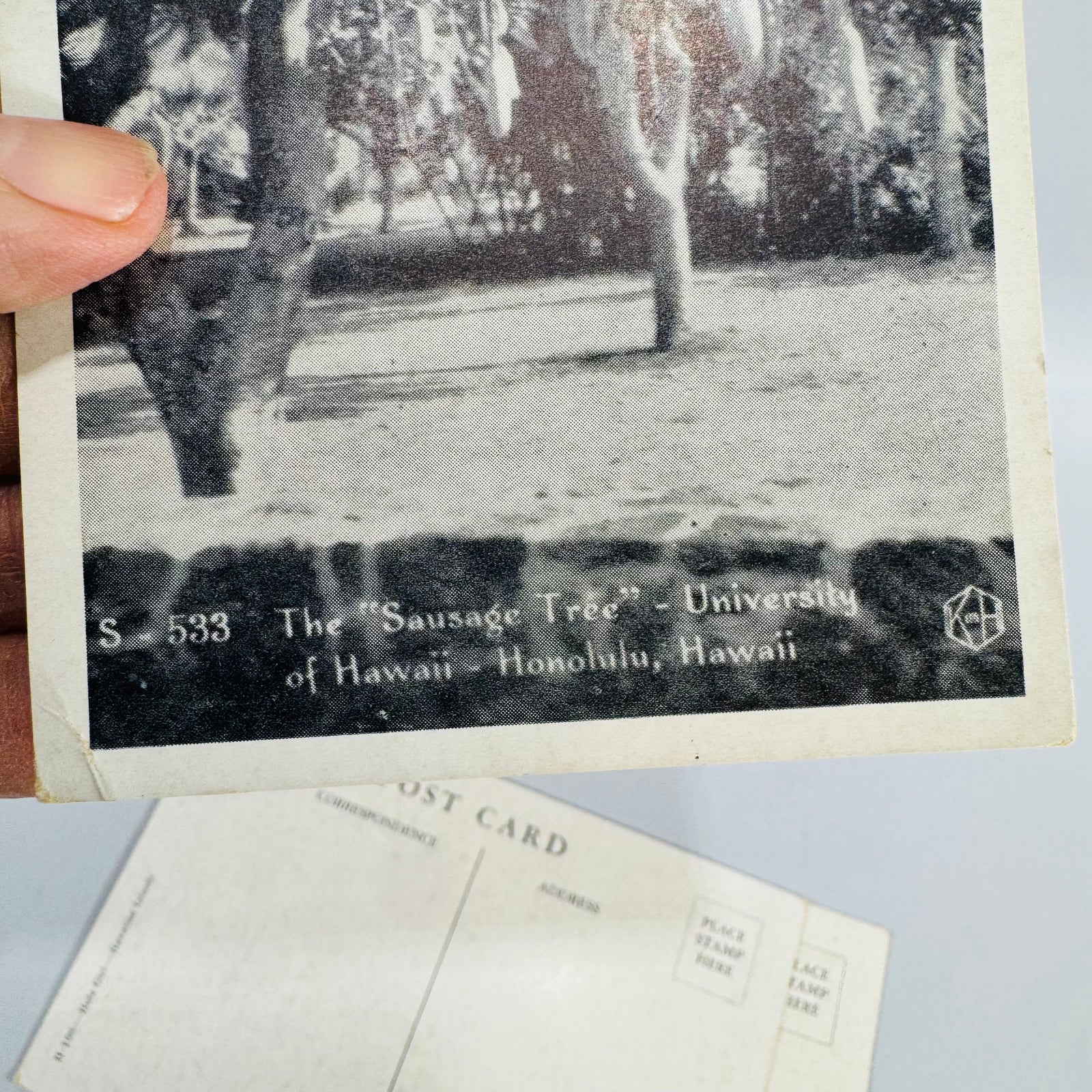 Vintage Hawaii Postcard Bundle | Honolulu Hula Girl, Sausage Tree, Night Blooming Cereus