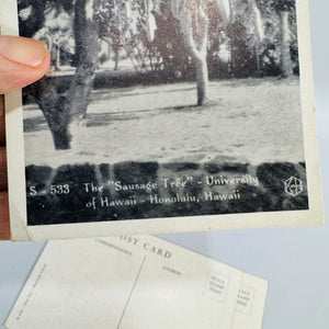 Vintage Hawaii Postcard Bundle | Honolulu Hula Girl, Sausage Tree, Night Blooming Cereus