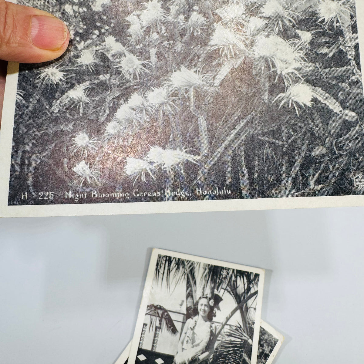 Vintage Hawaii Postcard Bundle | Honolulu Hula Girl, Sausage Tree, Night Blooming Cereus