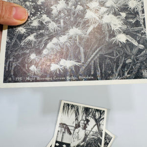 Vintage Hawaii Postcard Bundle | Honolulu Hula Girl, Sausage Tree, Night Blooming Cereus
