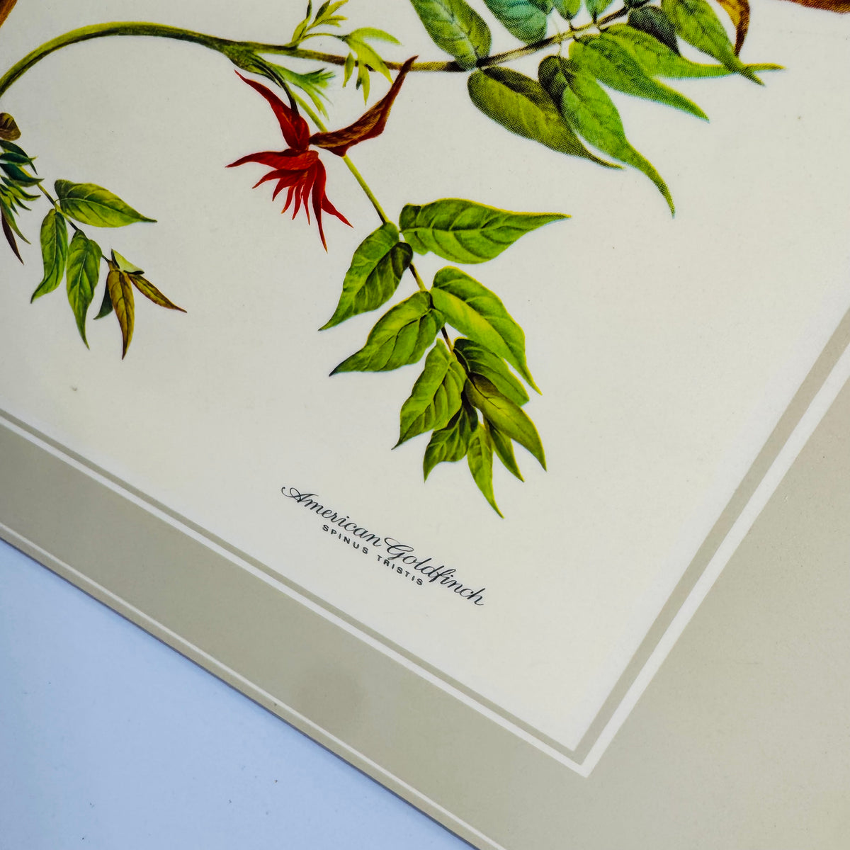 Vintage Pimpernel Bird Placemats Set of 4 Cork Backed Songbird Table Mats Made in England
