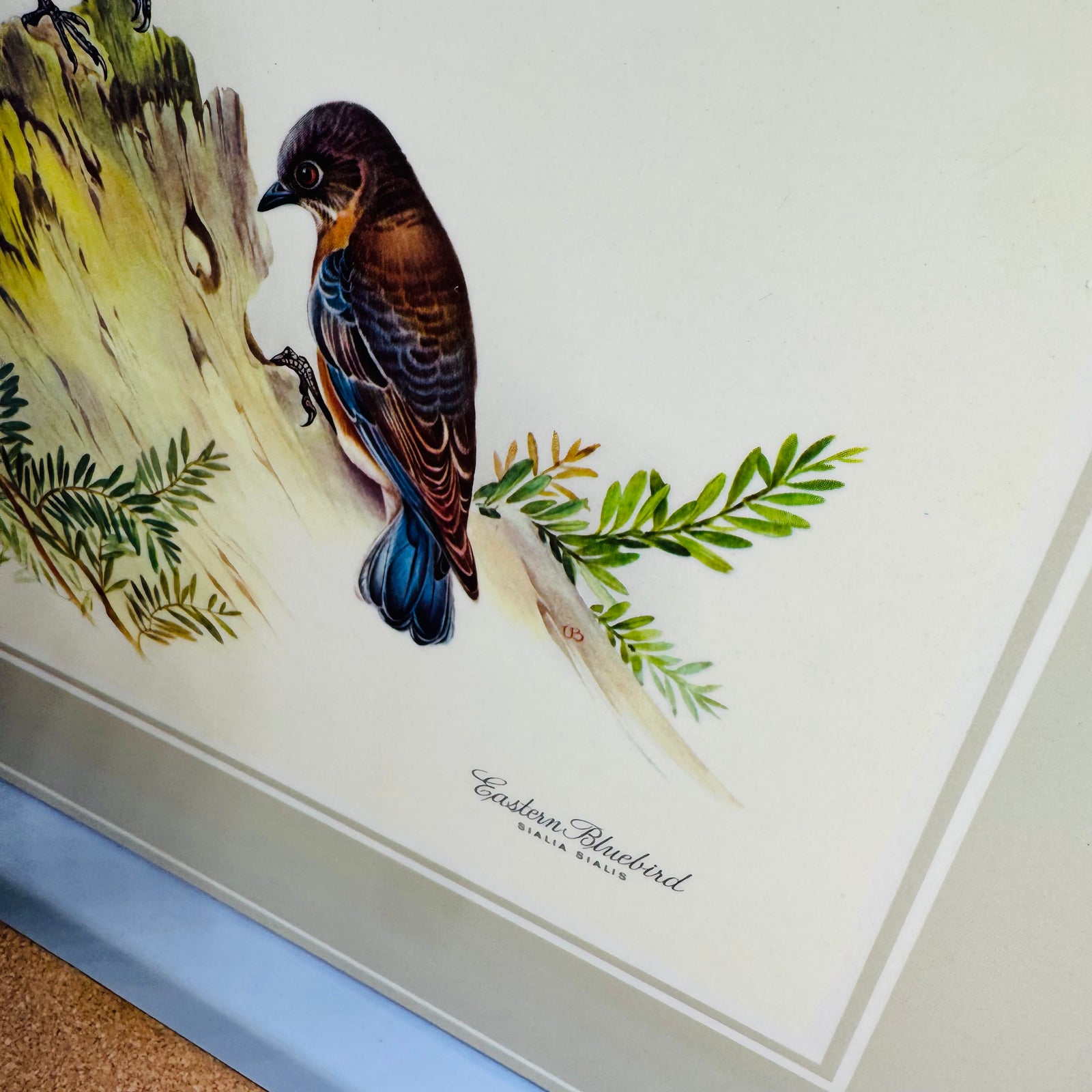 Vintage Pimpernel Bird Placemats Set of 4 Cork Backed Songbird Table Mats Made in England