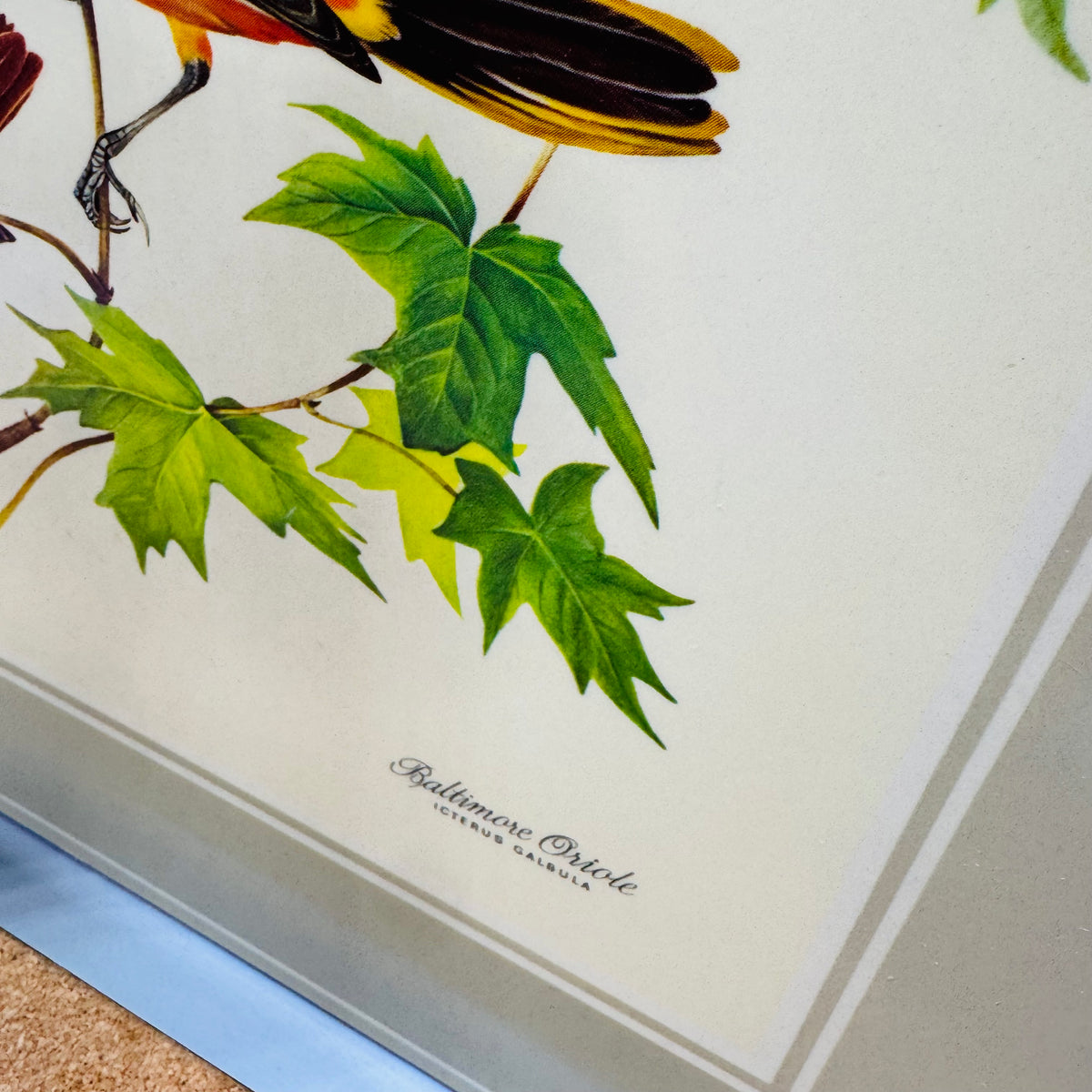 Vintage Pimpernel Bird Placemats Set of 4 Cork Backed Songbird Table Mats Made in England