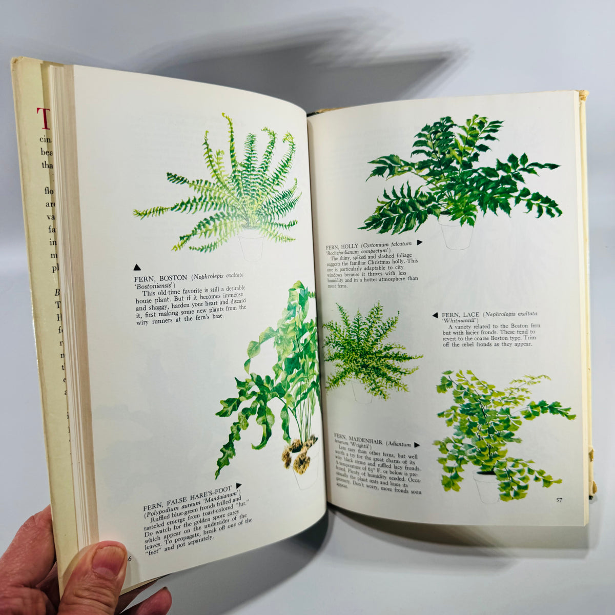 The Woman's Day Book of House Plants Jean Hersey | Simon & Schuster | 1965