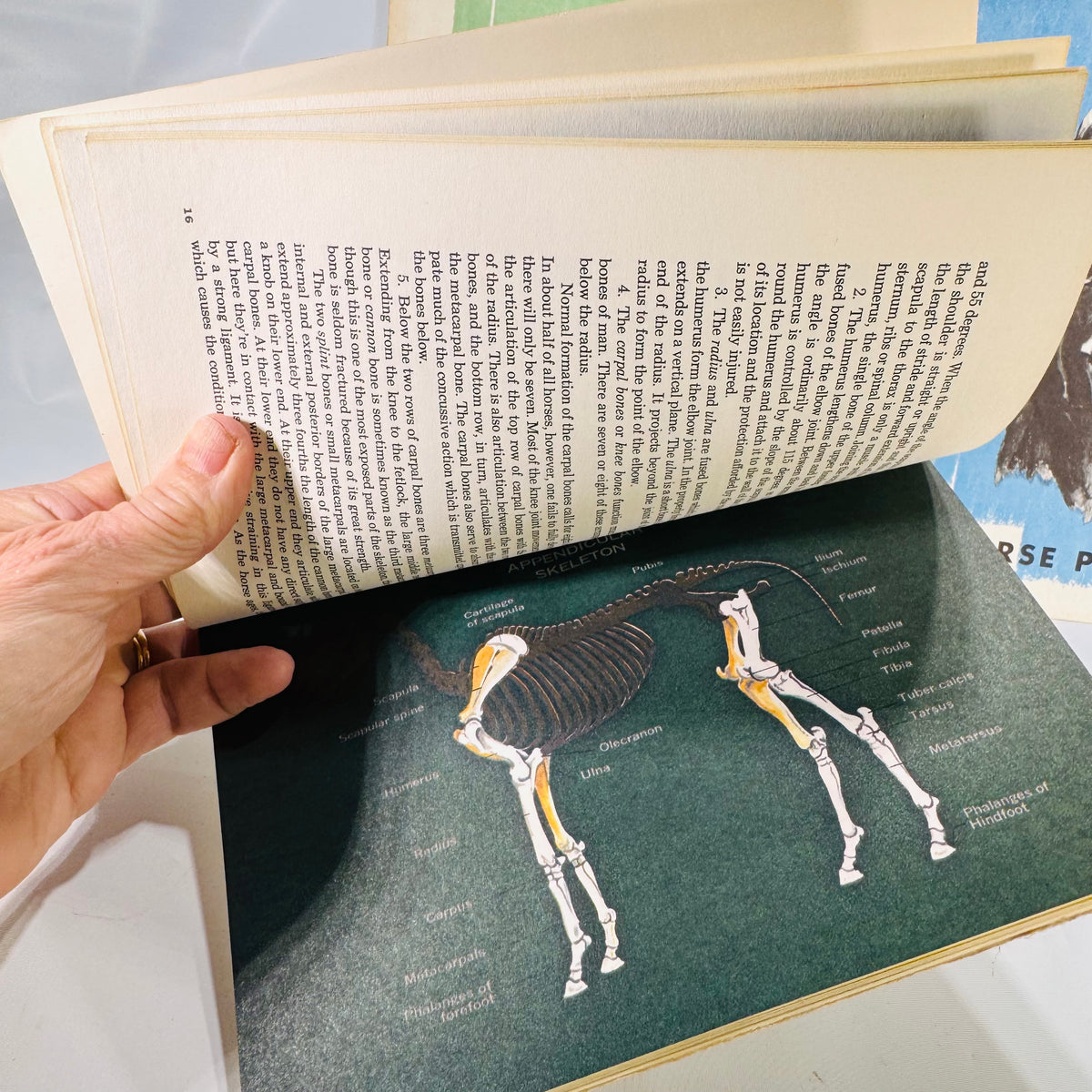 Set of Three Vintage Horse Books – Equine Anatomy & 4-H Horse Program Guides