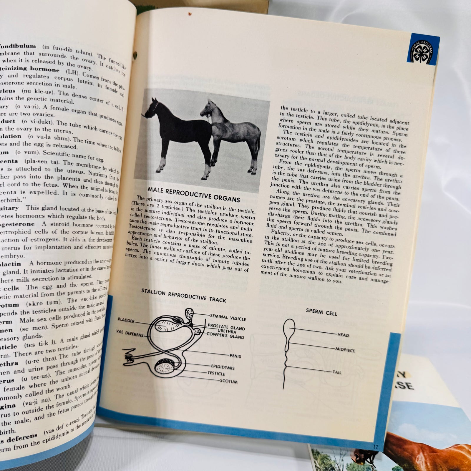Set of Three Vintage Horse Books – Equine Anatomy & 4-H Horse Program Guides