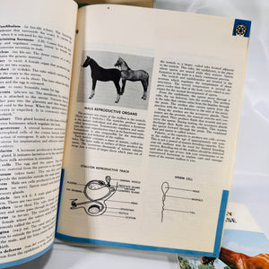 Set of Three Vintage Horse Books – Equine Anatomy & 4-H Horse Program Guides