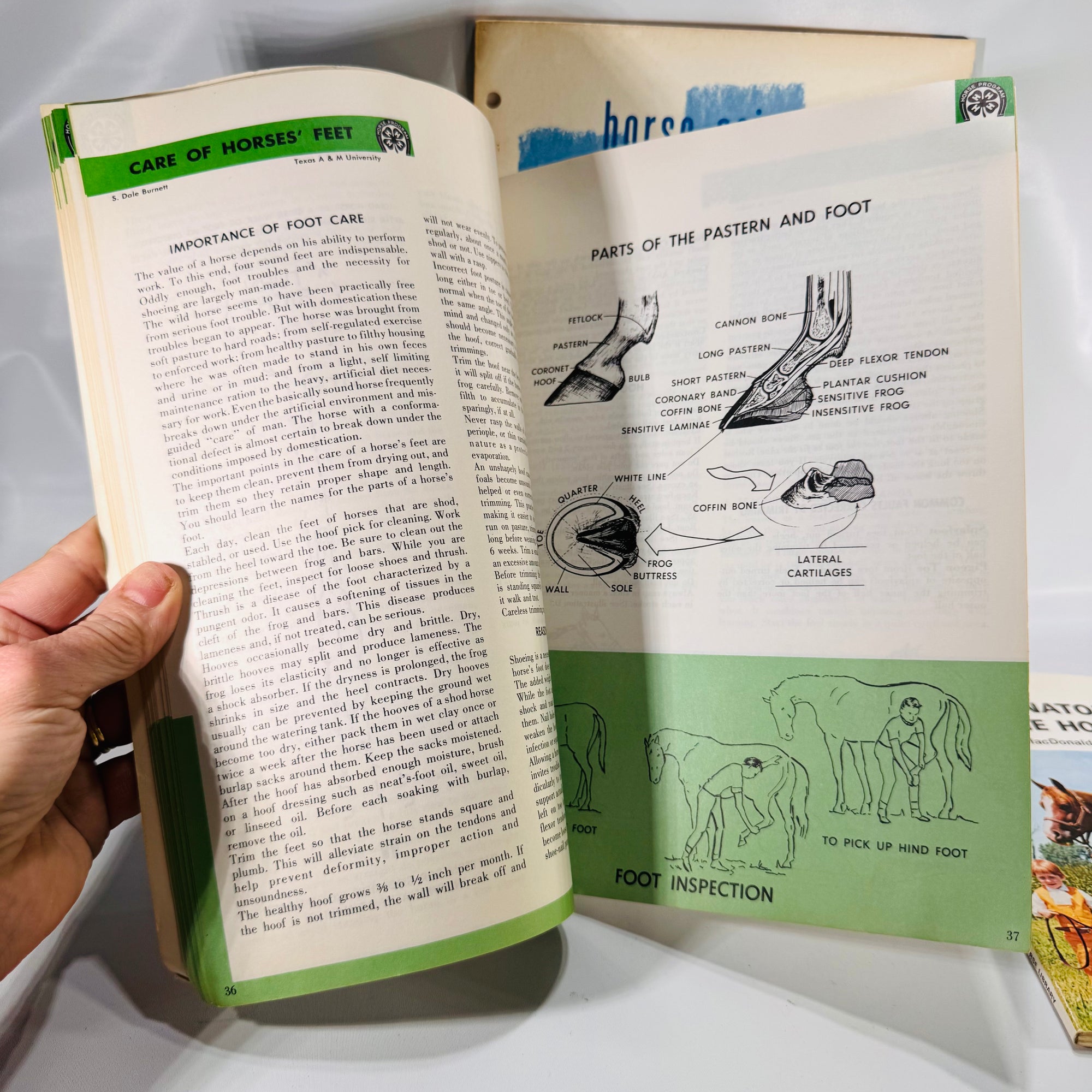 Set of Three Vintage Horse Books – Equine Anatomy & 4-H Horse Program Guides