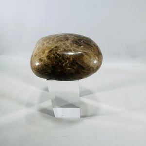 Michigan Petoskey Stone Polished 1 lb 10 oz Fossil Coral Display Specimen 4 Inch
