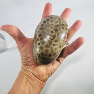 Polished Petoskey Stone Michigan Hexagonaria Fossil Coral Large 4 Inch Display Specimen