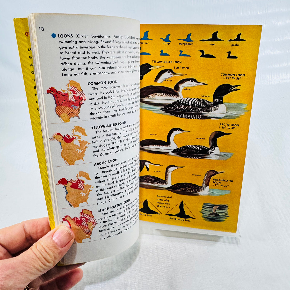 Loon color plates and range maps in Birds of North America Golden Field Guide