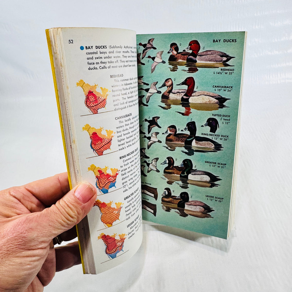 Bay duck color plates in the vintage Golden Field Guide to birds