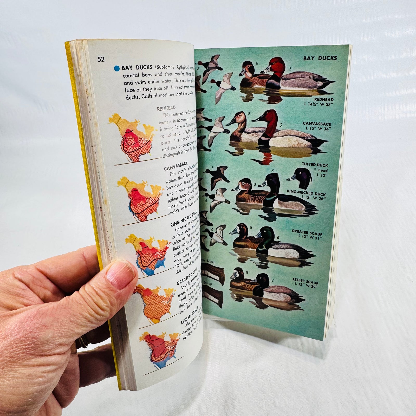 Bay duck color plates in the vintage Golden Field Guide to birds