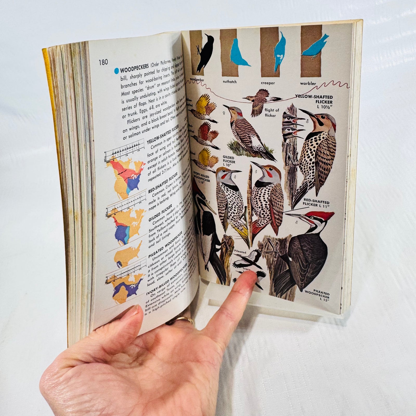 Woodpecker color plates in Birds of North America field guide