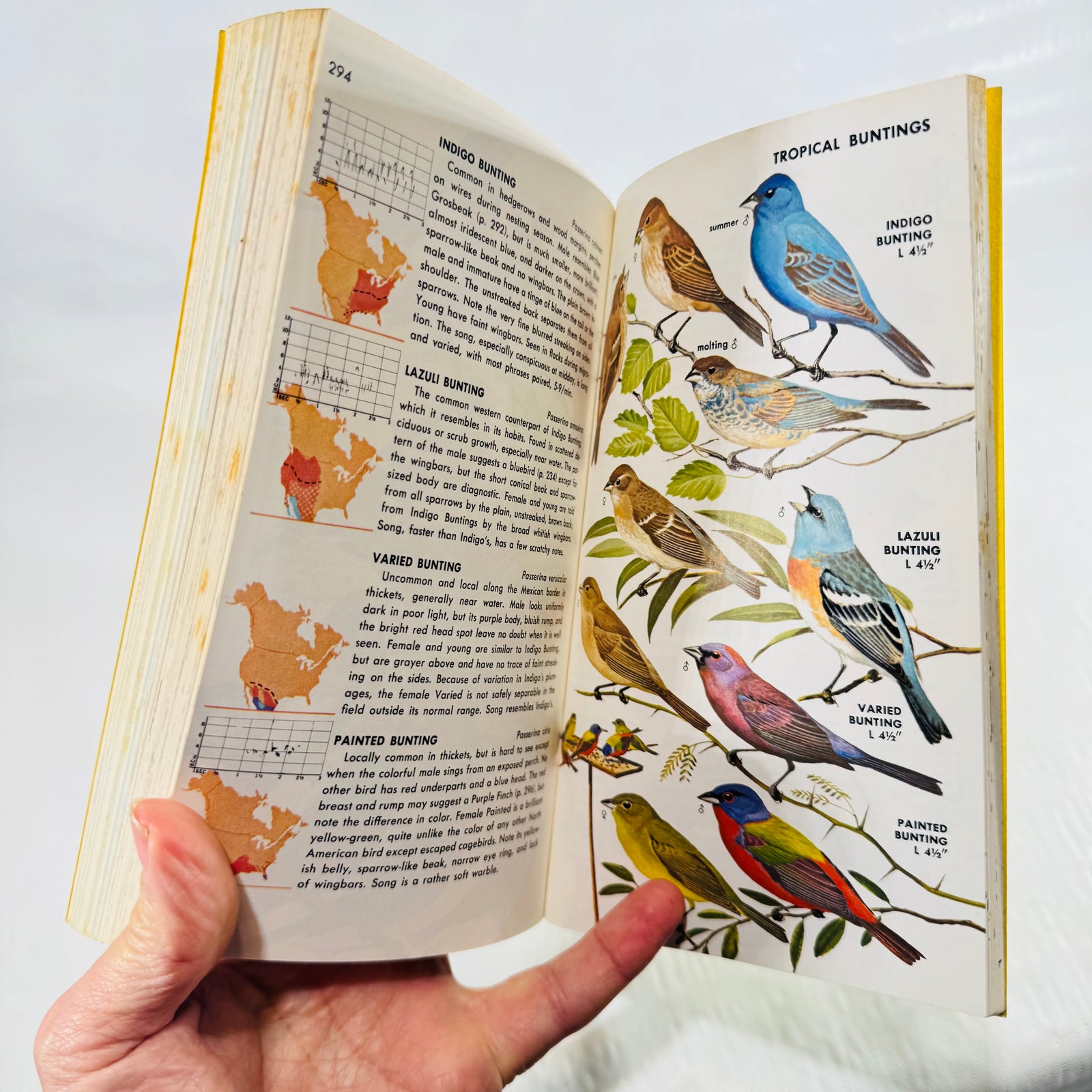 Tropical bunting color plates in the 1966 Golden Field Guide